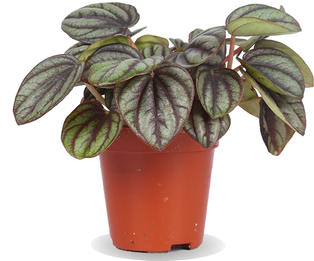 Peperomia piccolo (Zwergpfeffer) (XS)