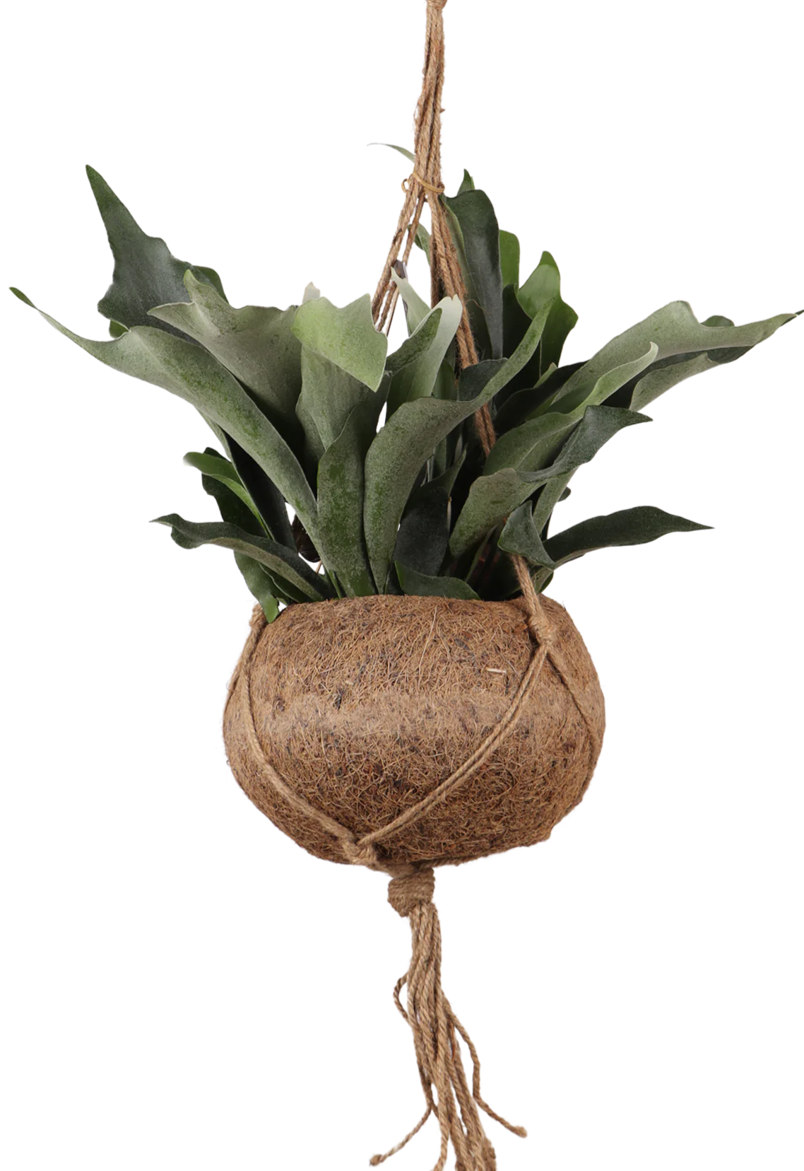 Platycerium (Geweihfarn) Kokodama (S)