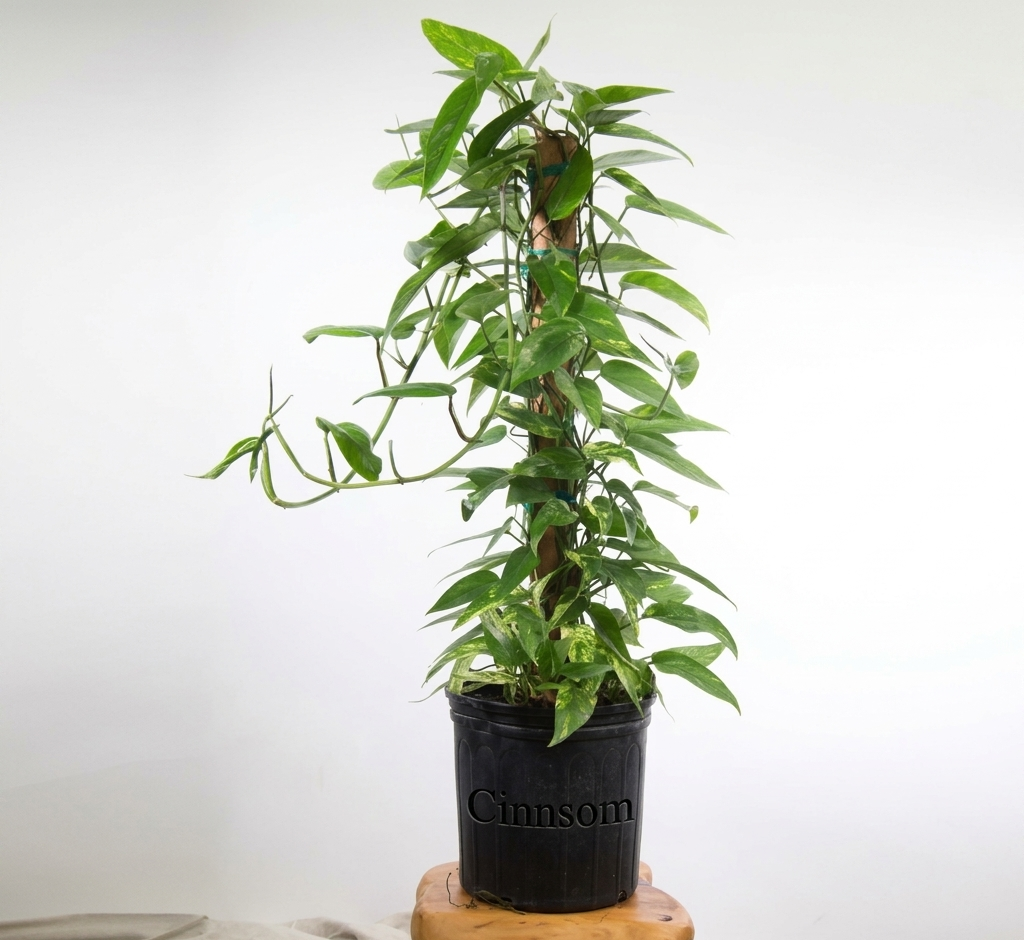 Epipremnum pinnatum 'Gold Flame' Bodenpflanze