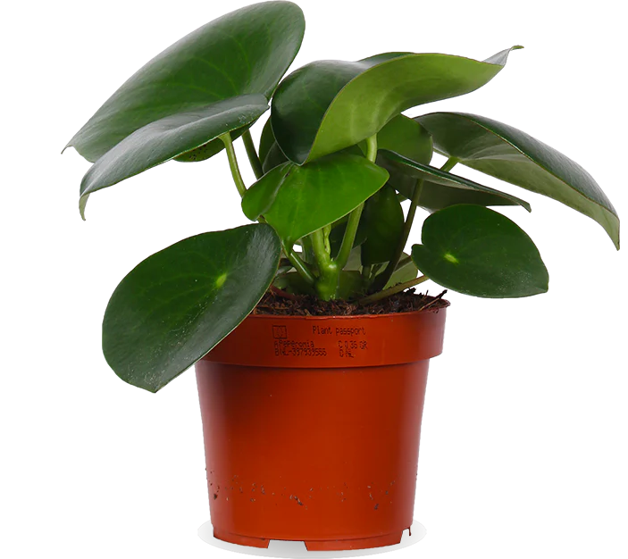 Peperomia polybotrya raindrop (Zwergpfeffer) (S)