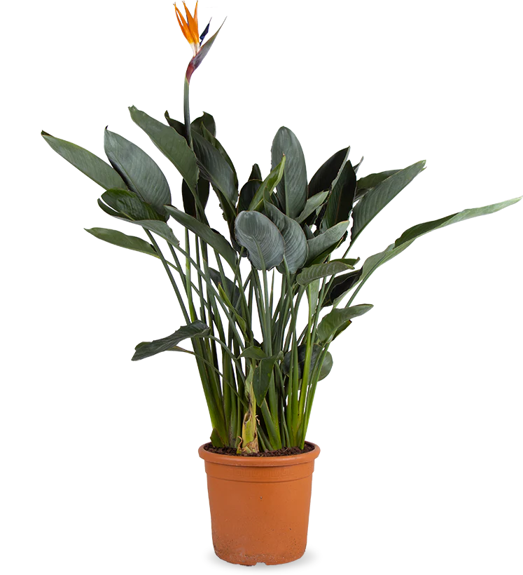 Strelitzia reginae (Papageienblume) (L)