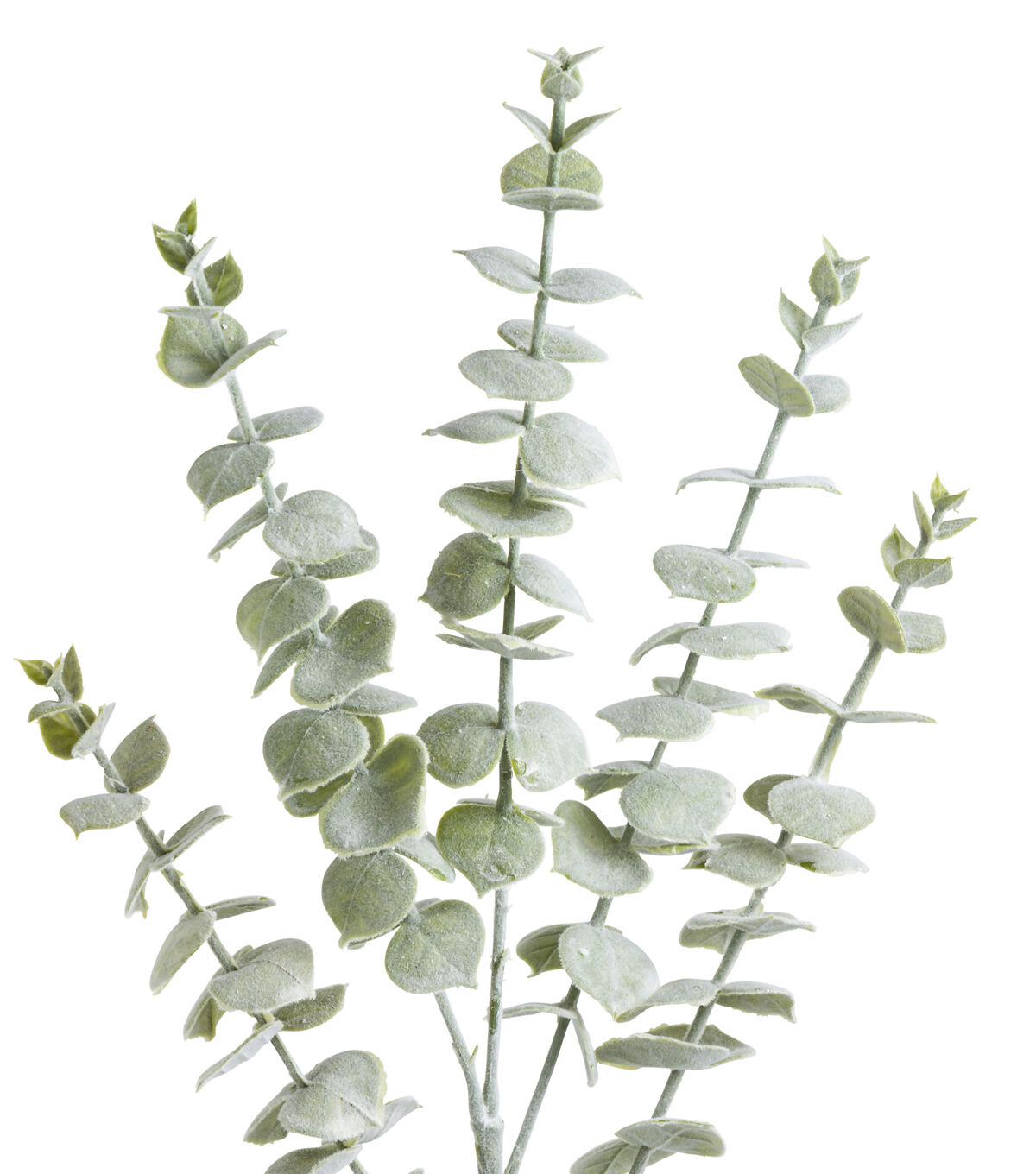 29 Green Eucalyptus Stem by Bloom Room