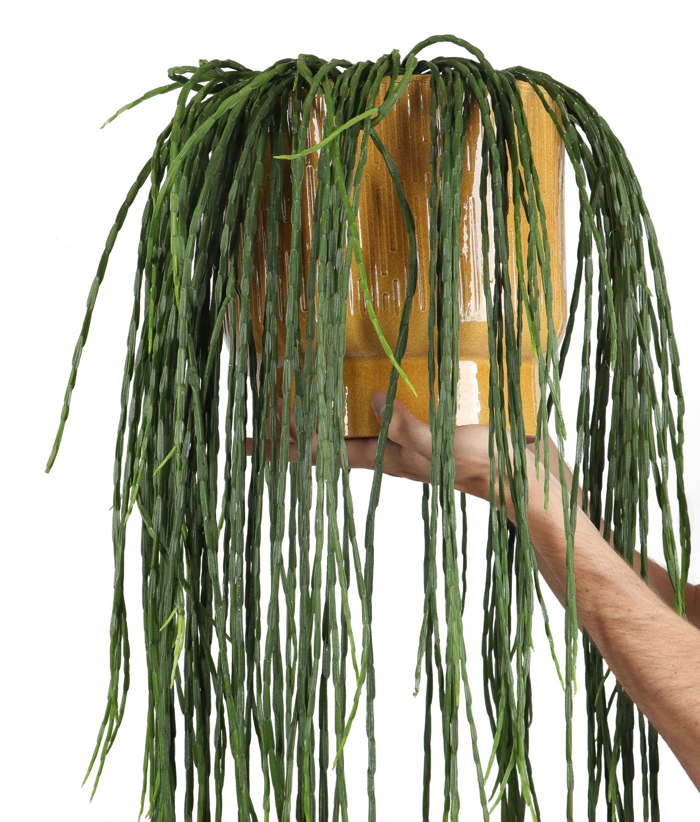 Rhipsalis paradoxa (Korallenkaktus) (M)