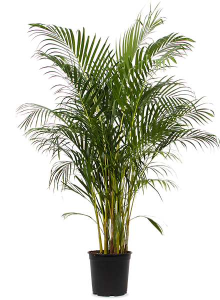 Areca Palme (Goldfruchtpalme) (XL)