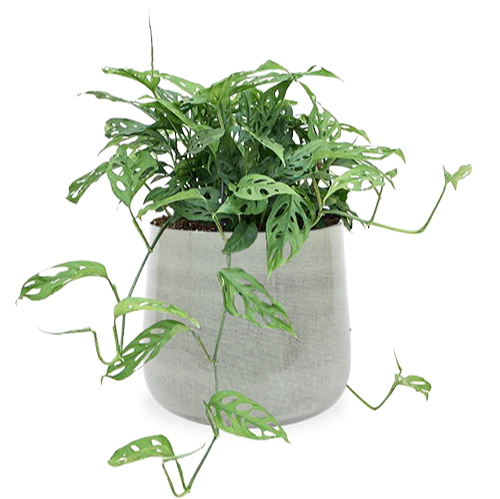 Monstera obliqua (M)