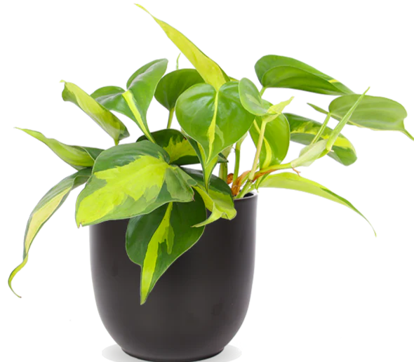 Philodendron scandens brasil (Kletter-Philodendron) (S)