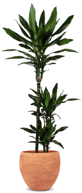 Dracaena janet lind (Drachenbaum) (L)