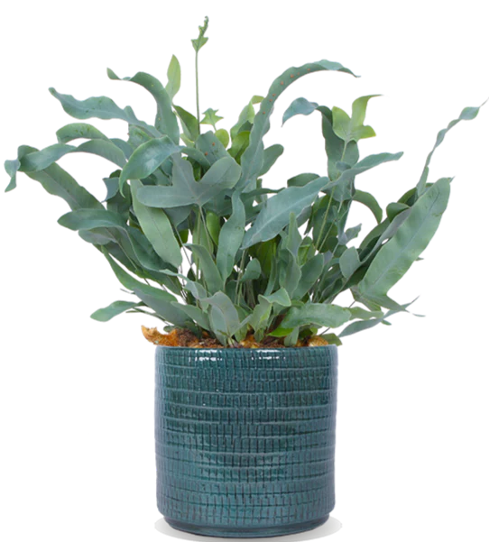 Phlebodium blue star (Goldtüpfel-Farn Blue Star) (S)