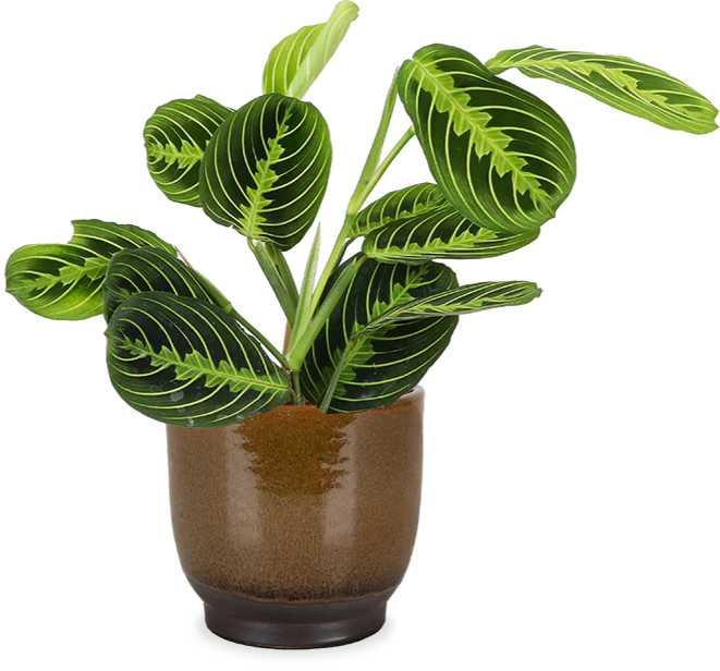 Maranta Lemon Lime (Pfeilwurz)