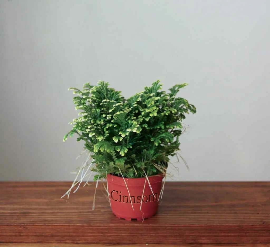 Selaginella Kraussiana 'Frosty Fern'