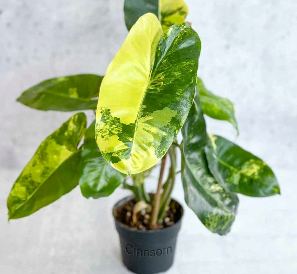 Philodendron Burle Marx Variegata