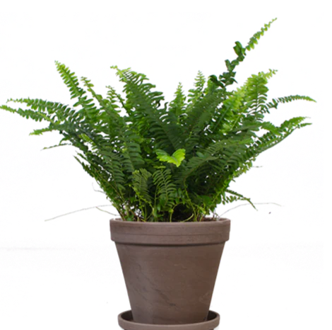 Nephrolepis (Schwertfarn) (S)