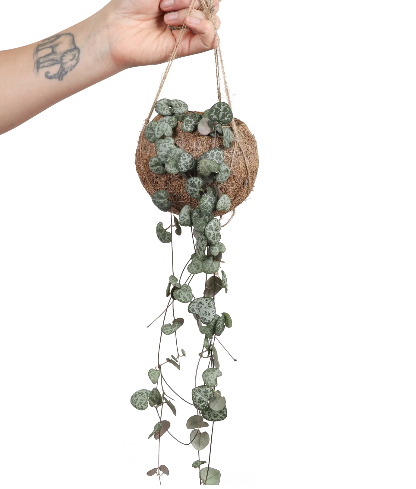 Ceropegia woodii (Leuchterblume) (S)