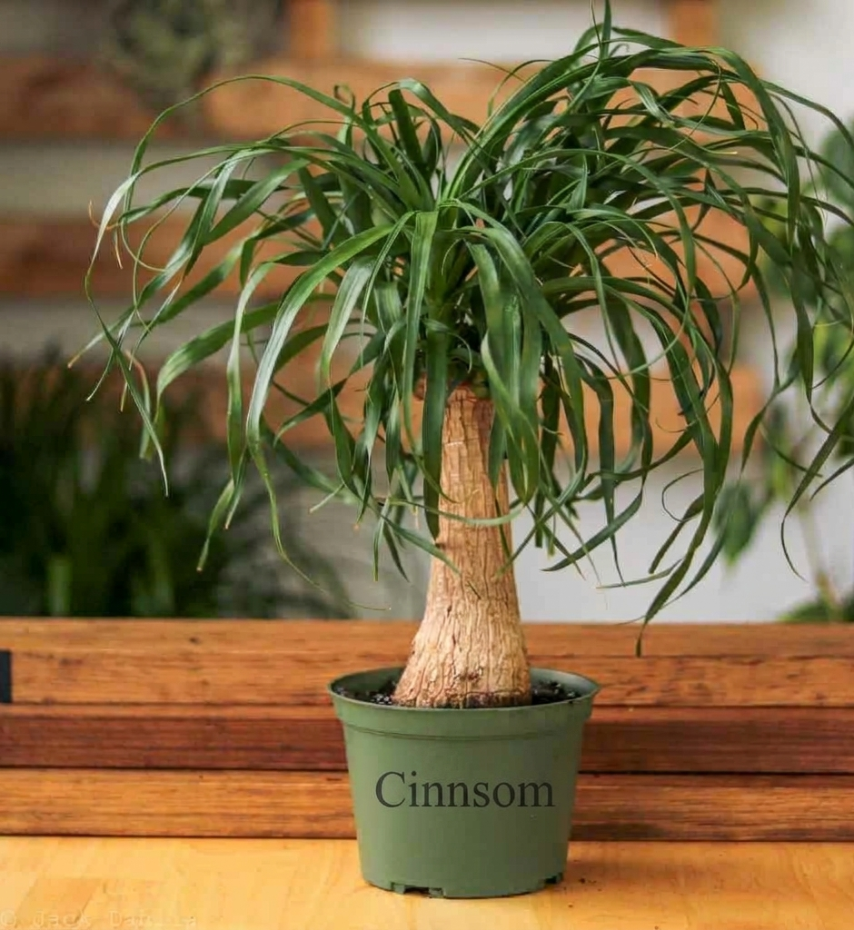 Beaucarnea recurvata 'Pferdeschwanzpalme'