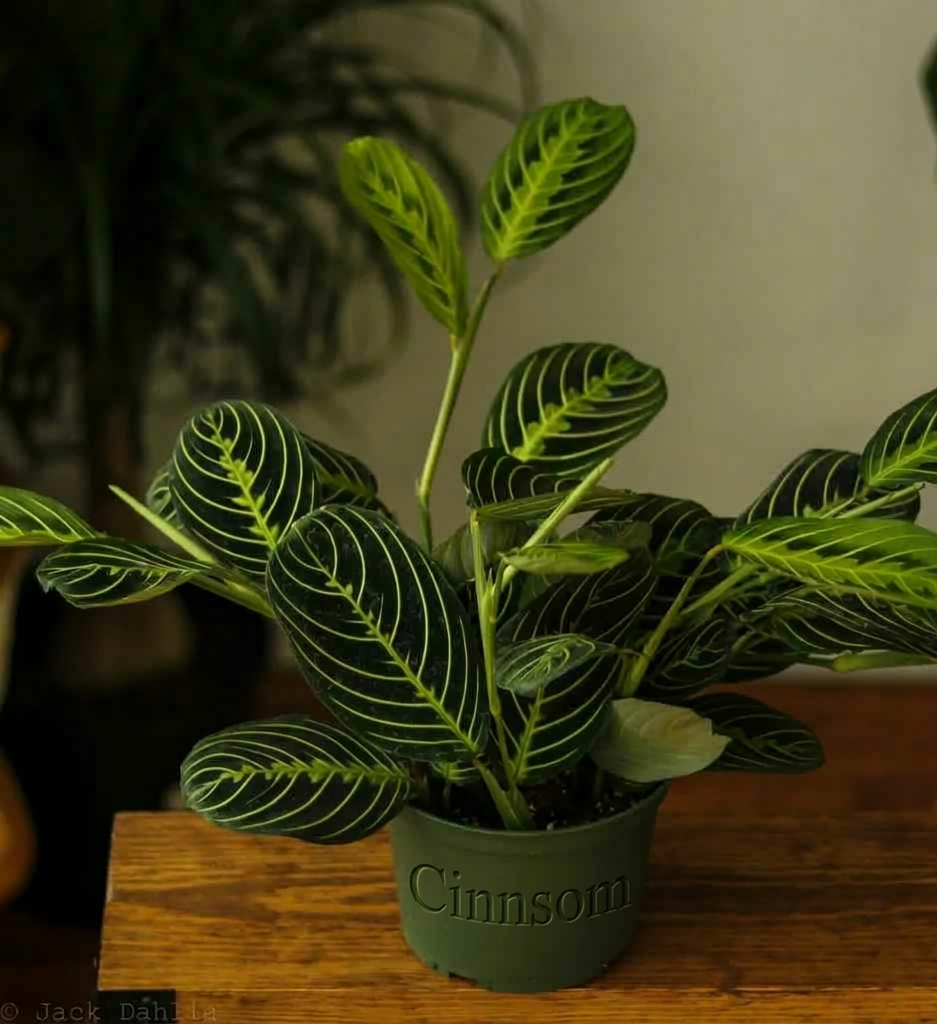 Maranta Leuconeura 'Zitronen-Gebetspflanze'