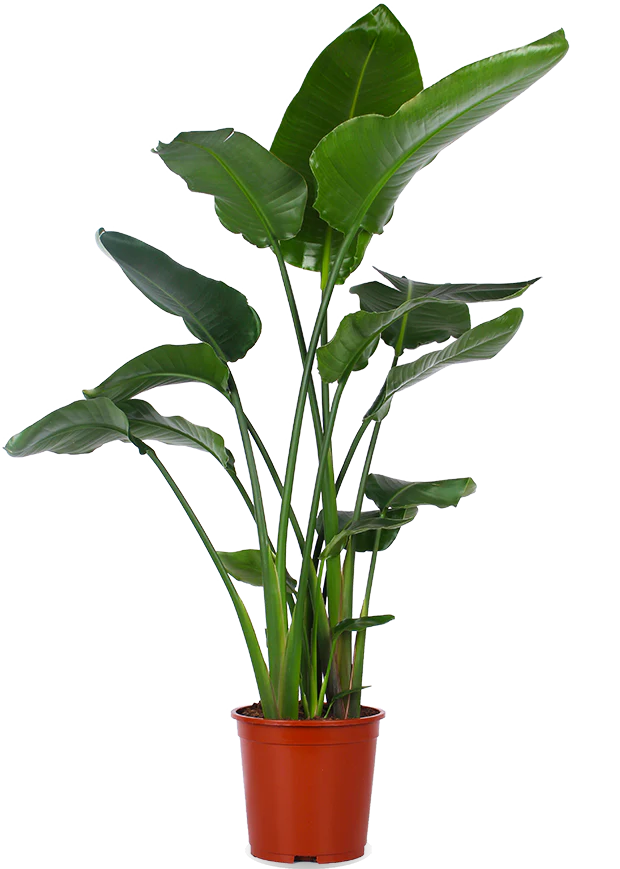 Strelitzia nicolai (Paradiesvogelblume) (XL)