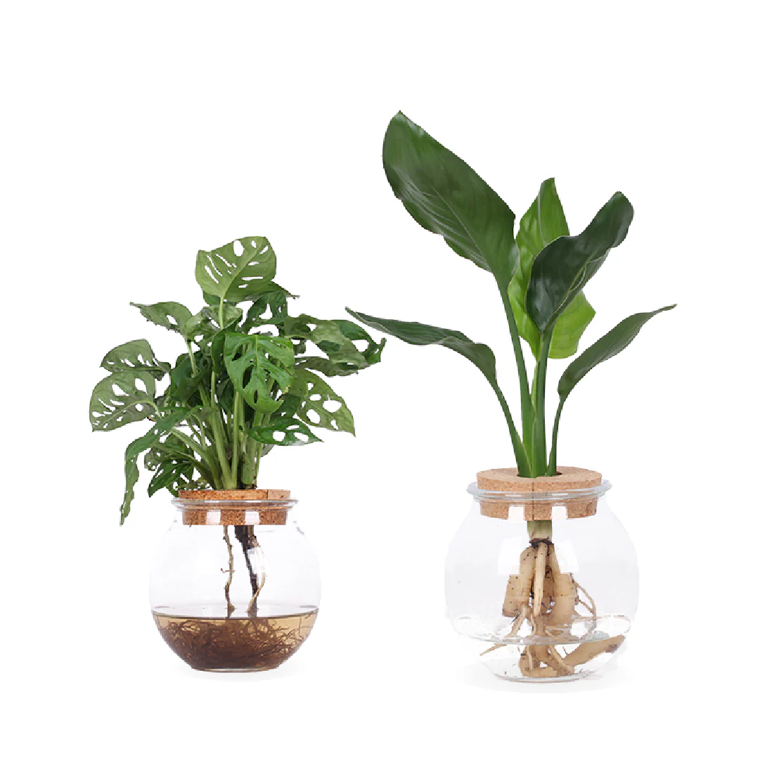 Hydroponische Helden