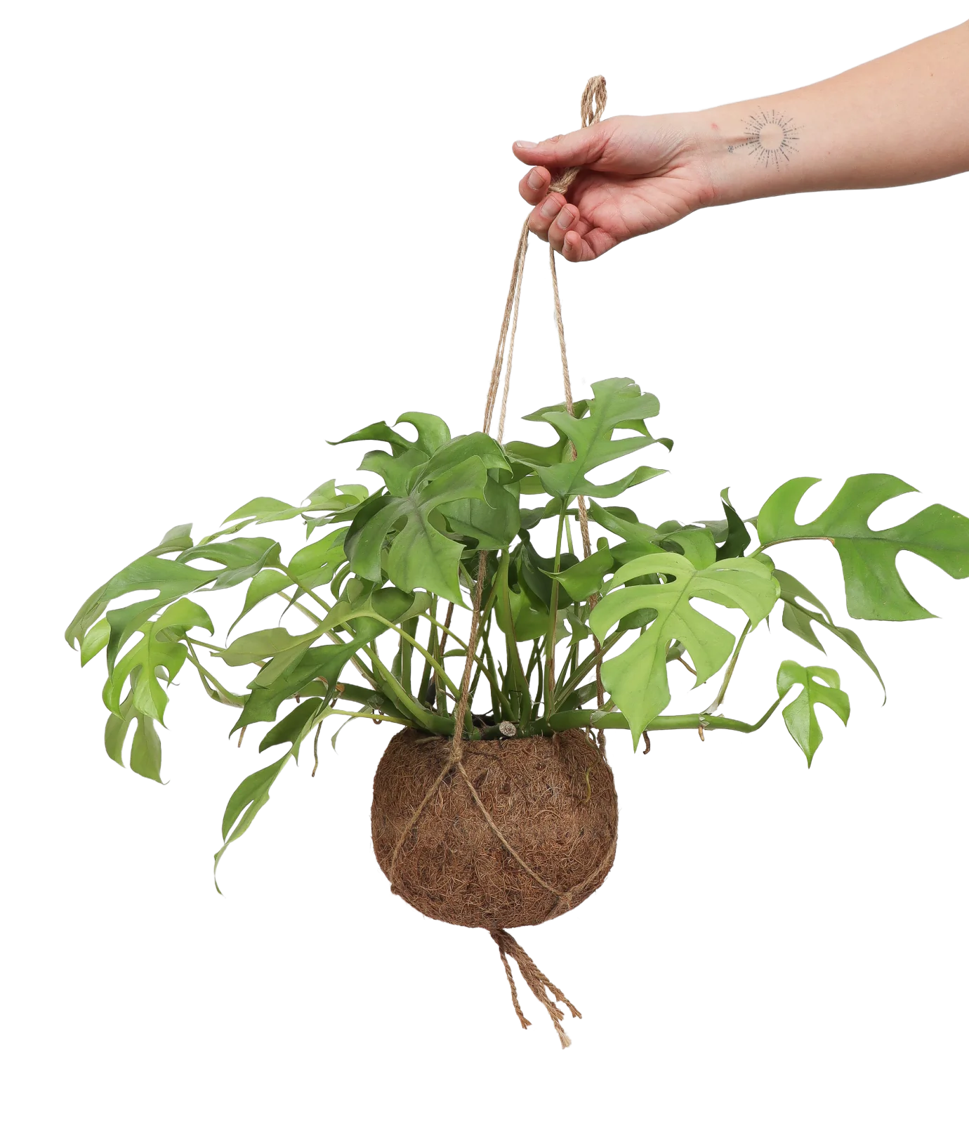 Monstera Minima Kokodama (S)