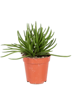 Senecio himalaya (Kreuzkraut) (XS)