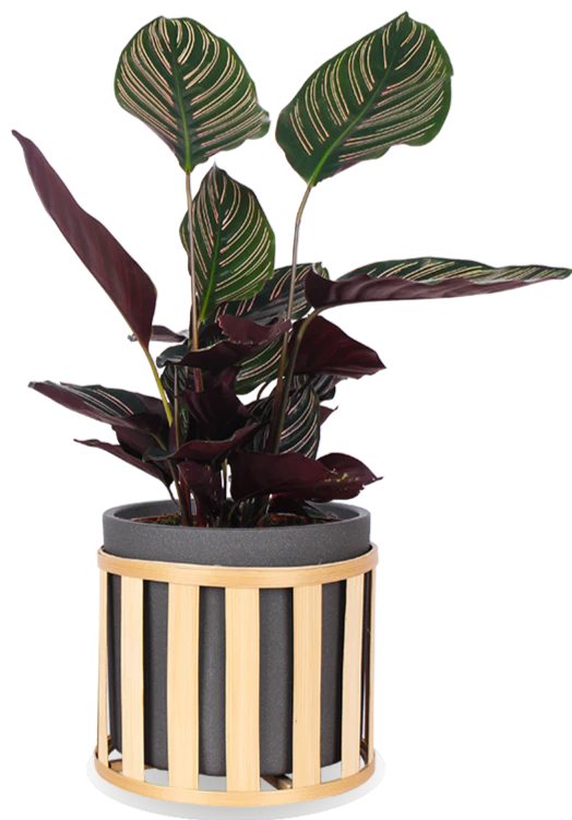 Calathea ornata (Korbmarante) (M)