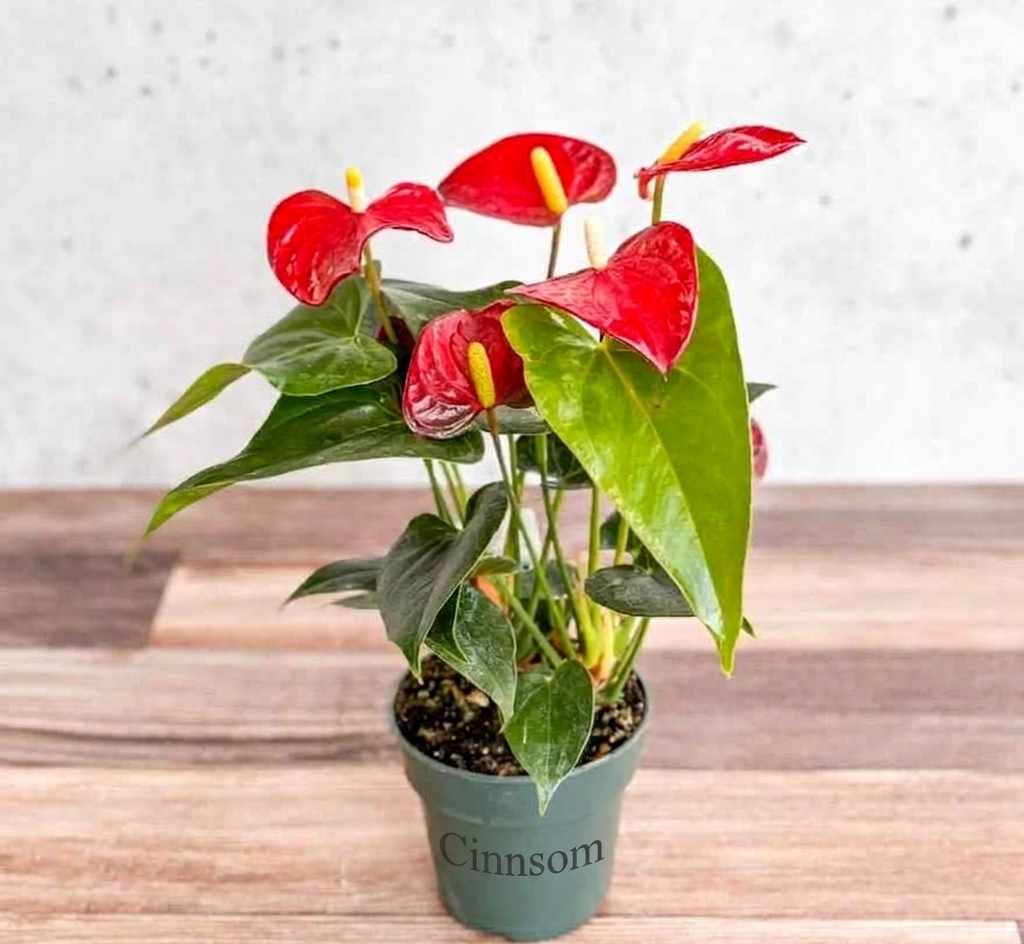 Anthurium Andraeanum „Flamingoblume“ – verschiedene Größen