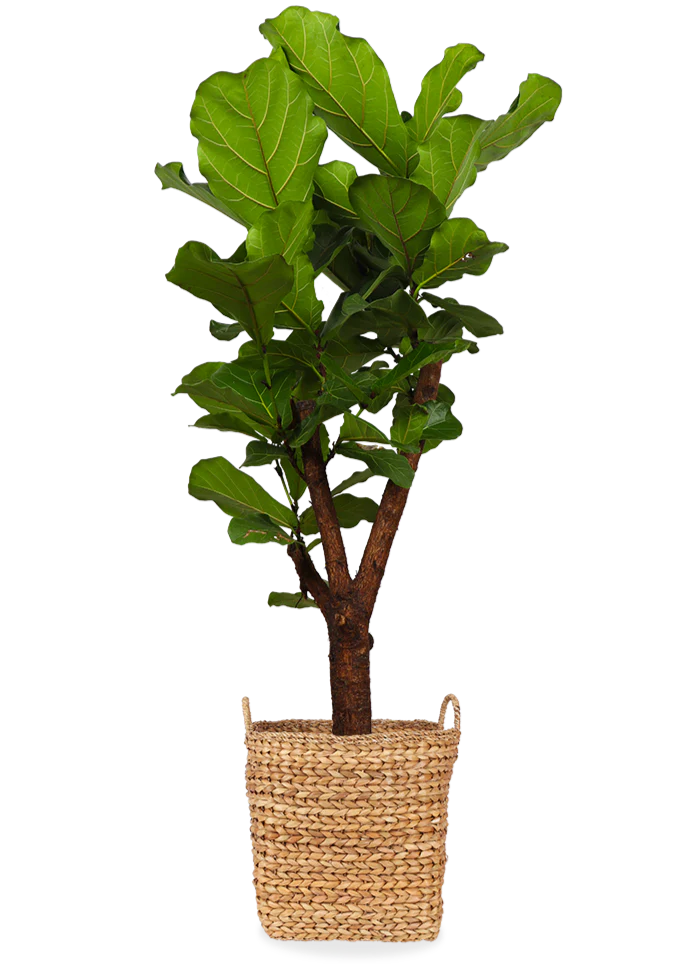 Ficus lyrata verzweigter Stamm (Geigenfeige) (L)