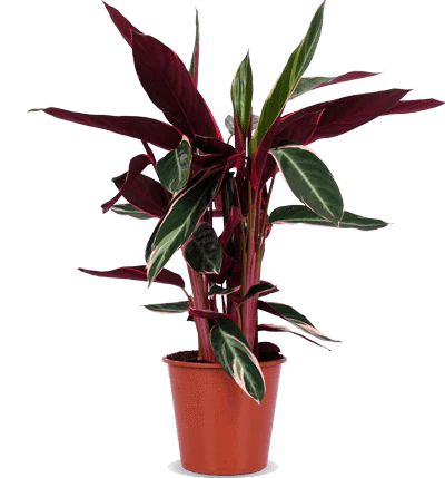 Calathea triostar (Korbmarante) (M)