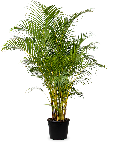 Areca Palme (Goldfruchtpalme) (XL)