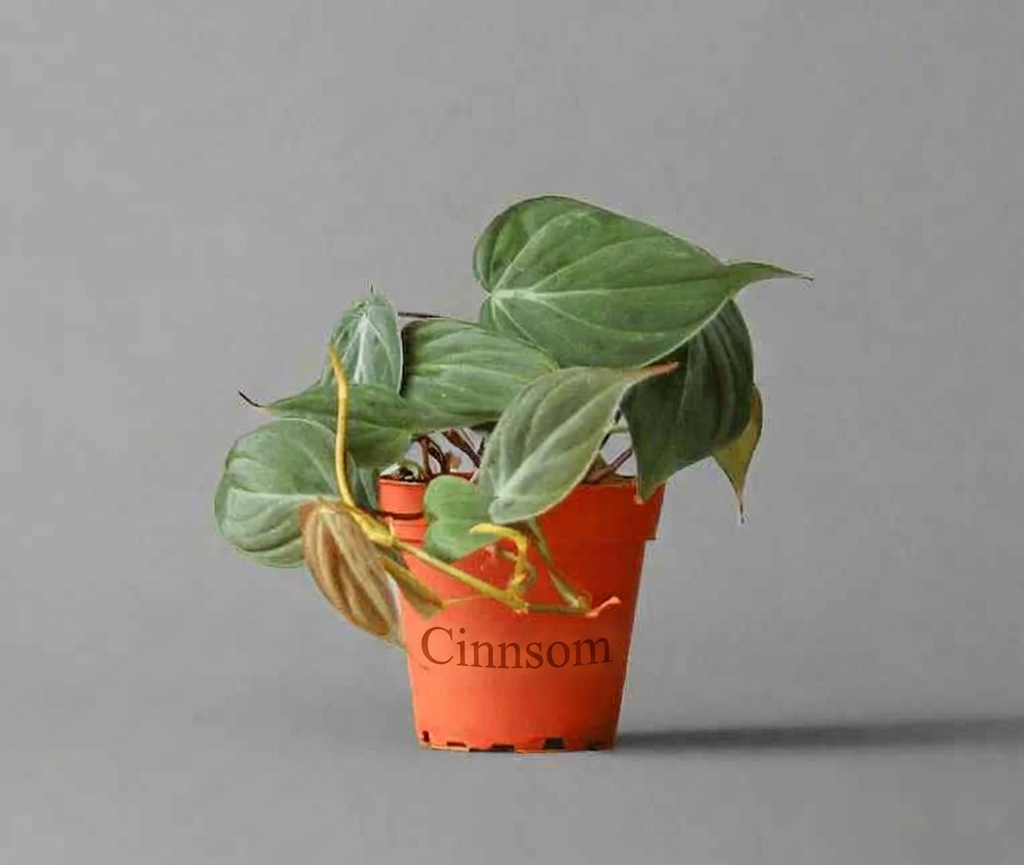 Philodendron Micans - Micans Philodendron