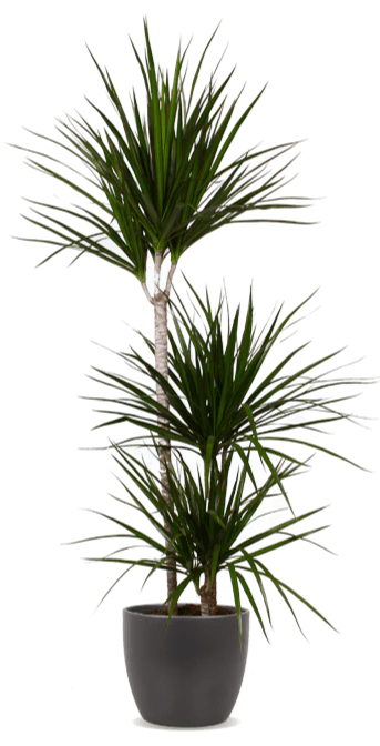 Dracaena marginata (Drachenbaum) (L)