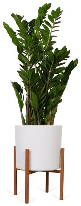 Zamioculcas (Glücksfeder) (M)