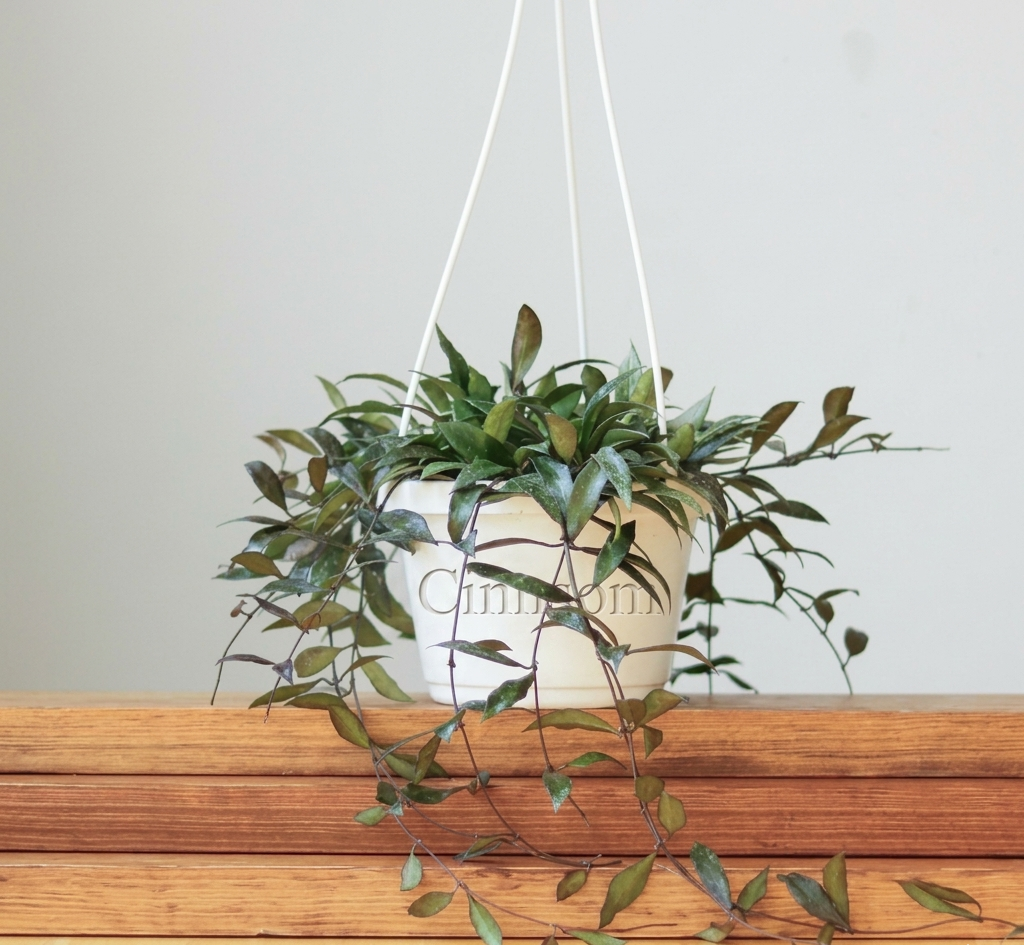 Hoya lacunosa „Royal Flush“