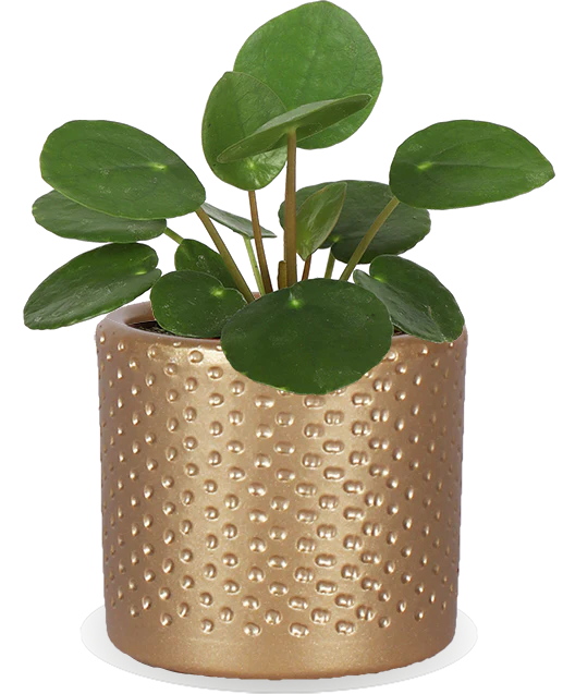 Pilea peperomioides (Glückstaler) (XS)