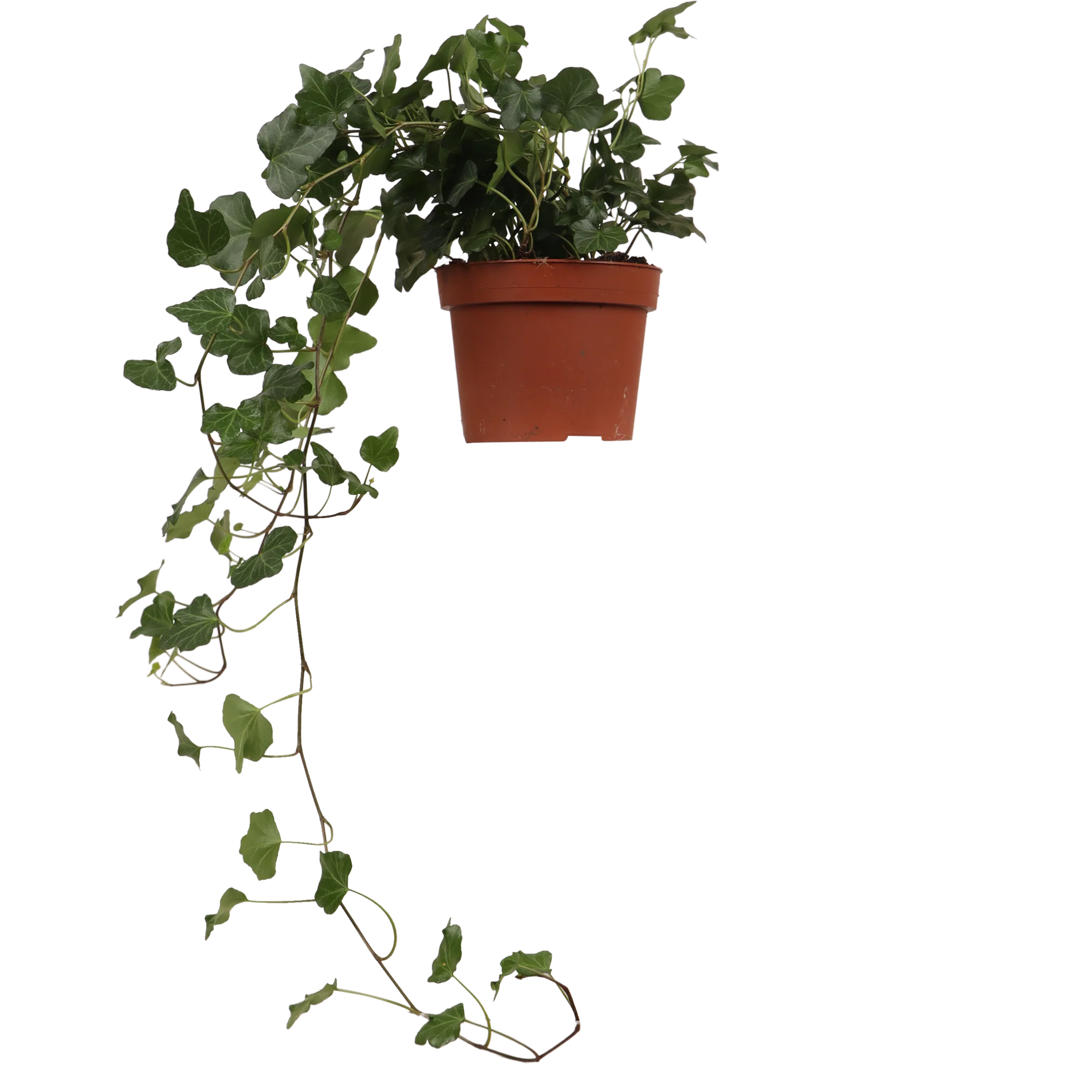 Hedera Helix Wonder (Efeu) (S)