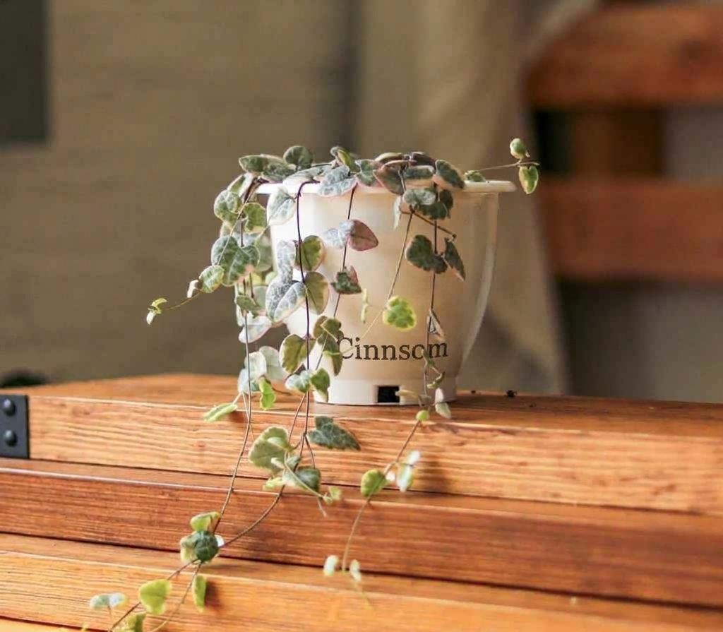 Bunte Herzkette - Ceropegia Woodii Variegata - 4,5 Zoll Hängekorb