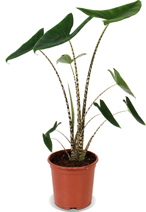 Alocasia zebrina (Elefantenohr) (M)