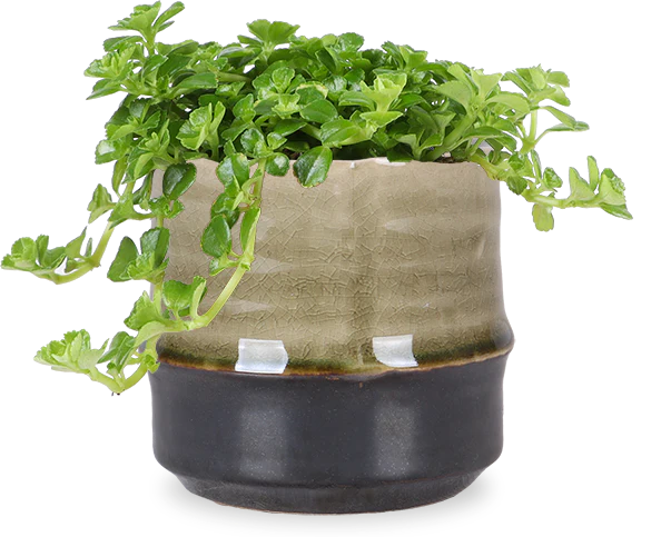 Pilea depressa (Kanonierblume) (XS)