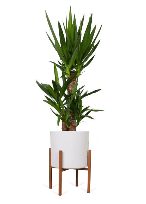 Yucca (Palmlilie) (L)