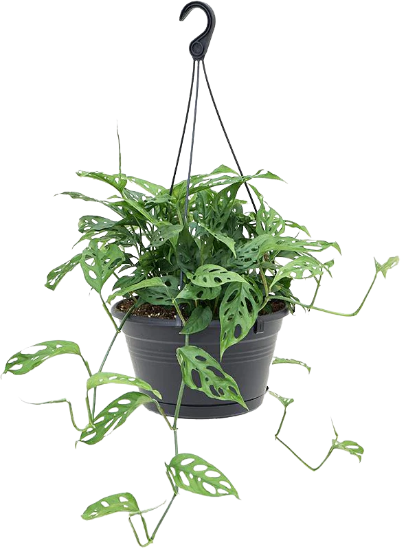 Monstera obliqua (M)