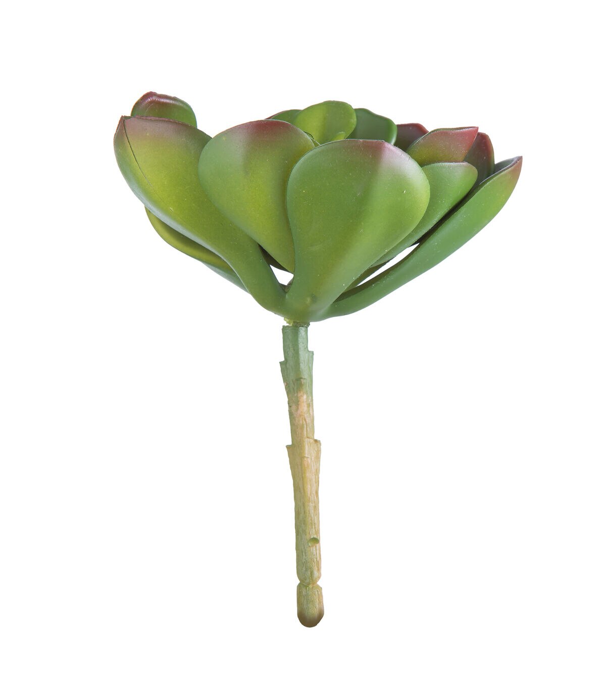 6 Green Echeveria Succulent Pick by Bloom Room