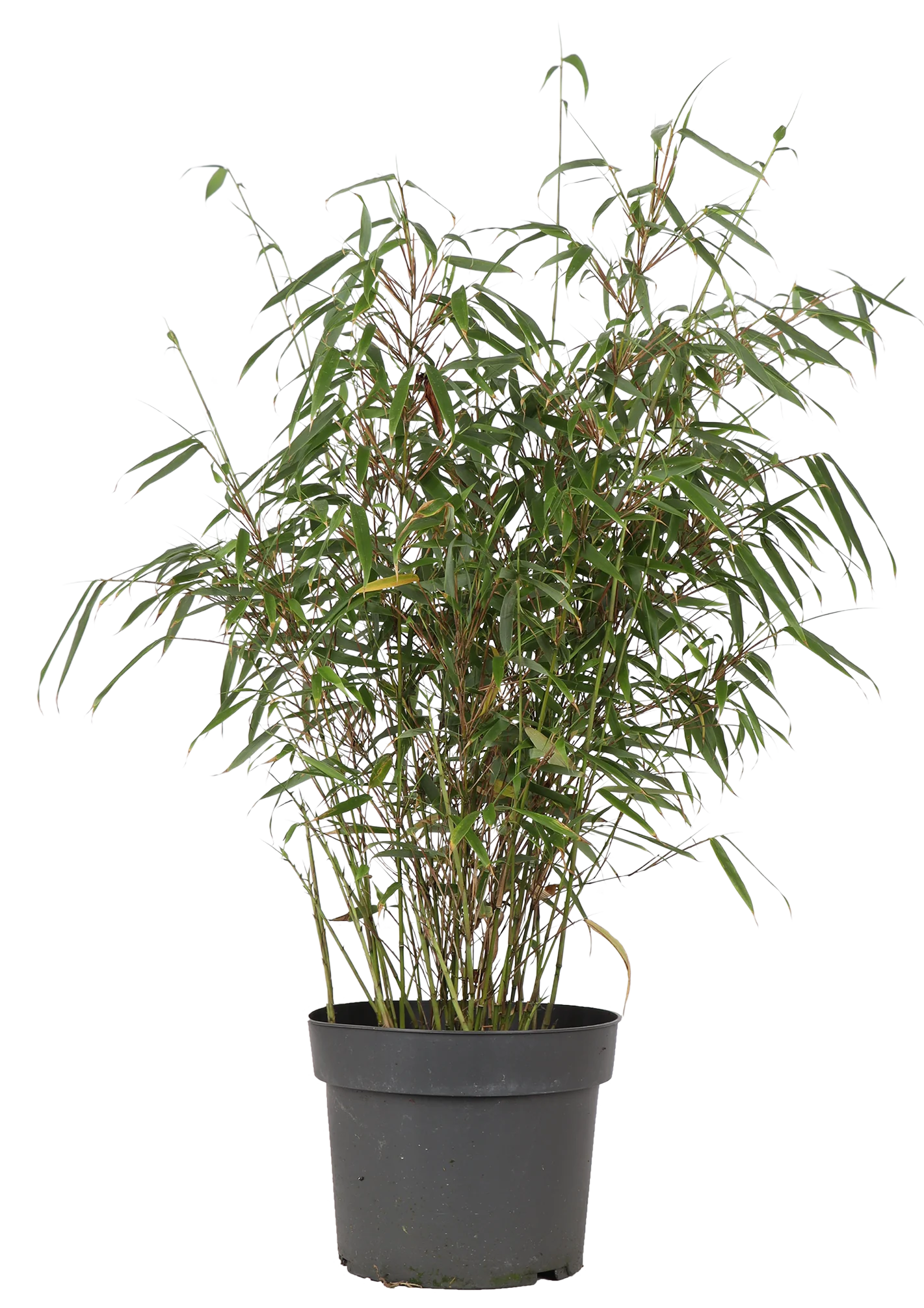 Fargesia rufa (Bambus) (M)