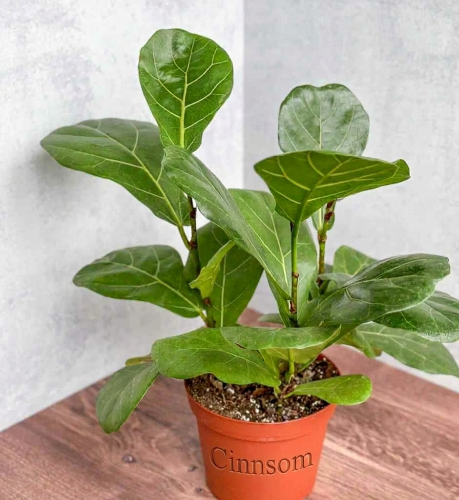 Ficus Lyrata 'Geigenfeige' - Verschiedene Größen