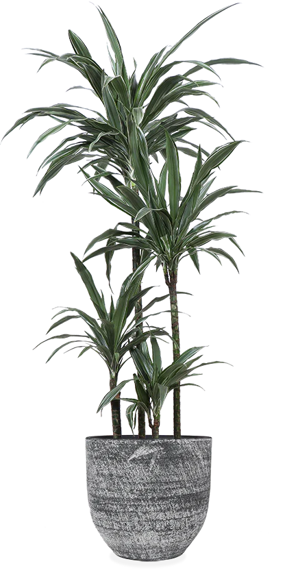 Dracaena Warneckei (Drachenbaum) (XL)