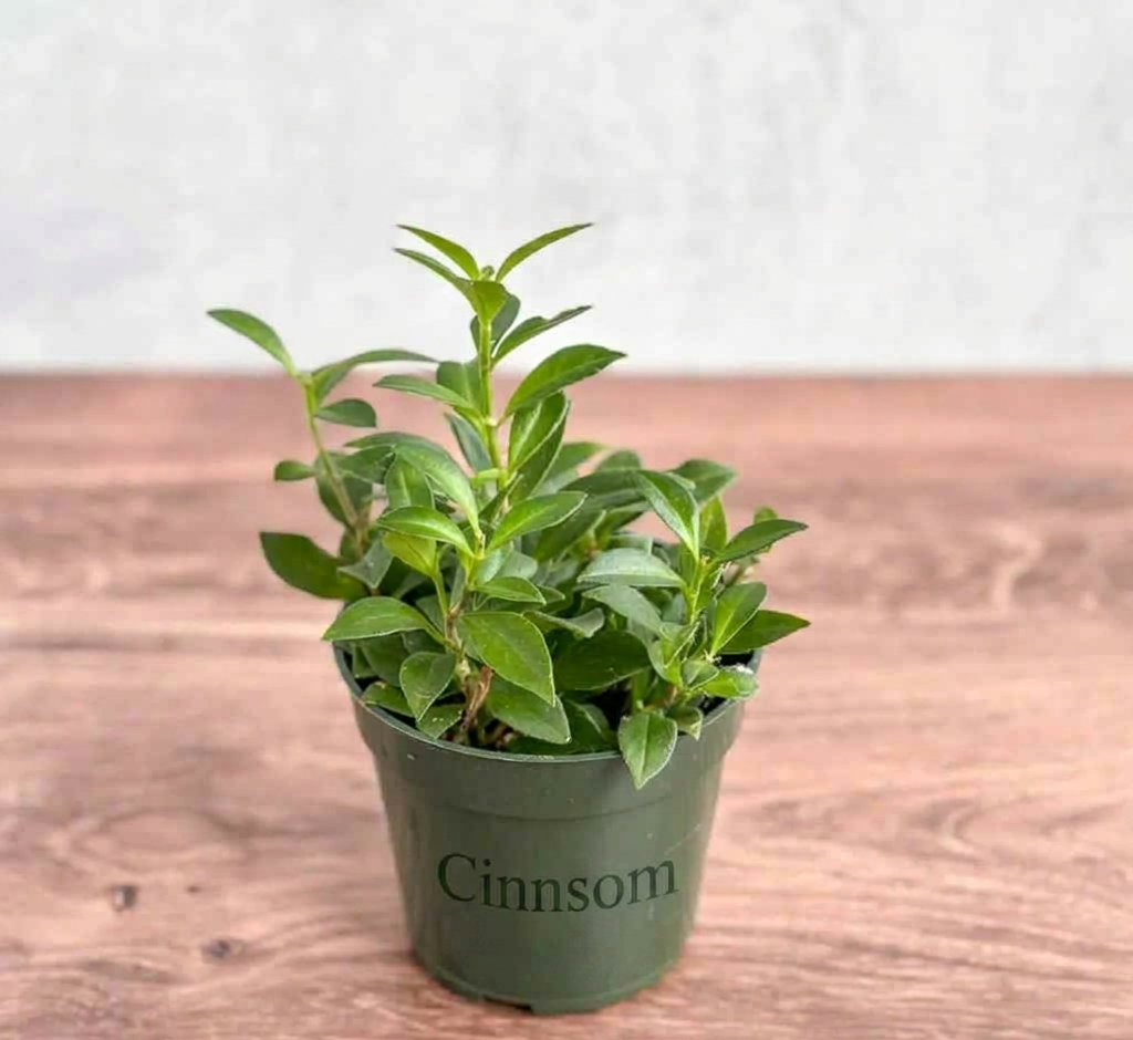 Aeschynanthus longicaulis 'Purple Star' - Lippenstiftpflanze mit lila Stern