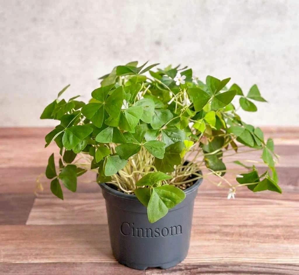 Oxalis regnellii – Falscher Klee