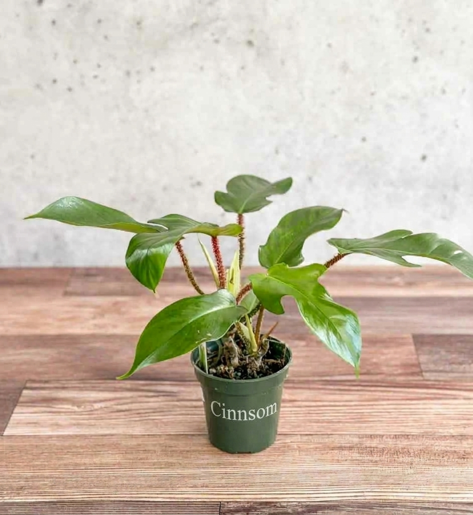 Philodendron squamiferum - Rotborsten-Philodendron - 4 Zoll