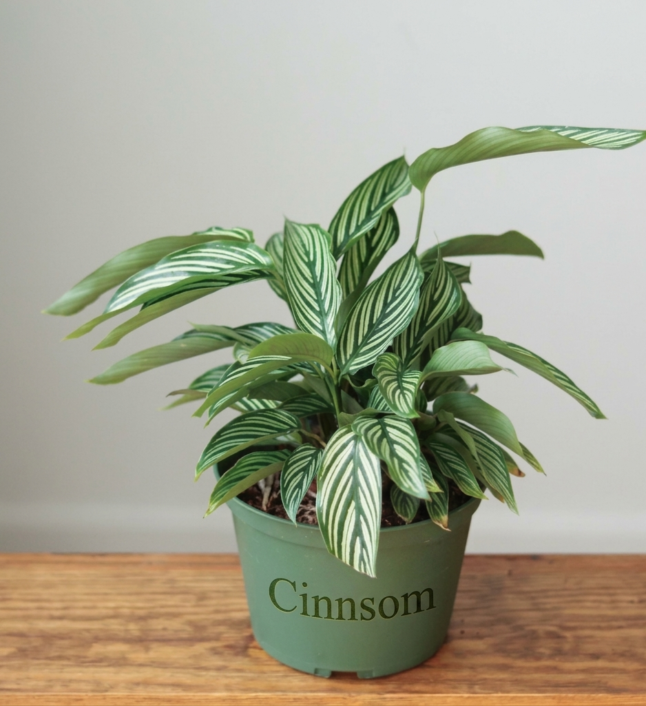 Calathea Elliptica 'Vittata' - Verschiedene Größen