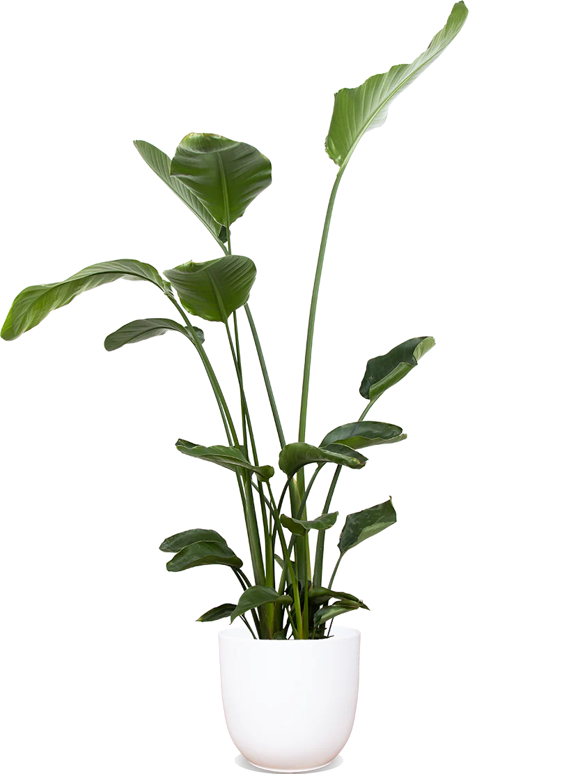 Strelitzia nicolai (Paradiesvogelblume) (XL)