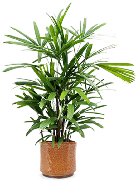 Rhapis excelsa (Steckenpalme) (M)