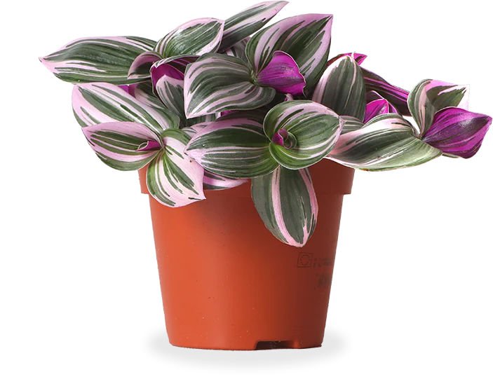 Tradescantia nanouk (Zebrakraut) (S)
